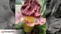 Bunga Bangkai Tumbuh di Ponorogo